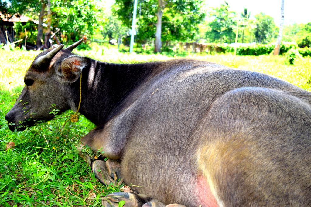 Guerrera Rice Paddy Villas Mambajao Ngoại thất bức ảnh